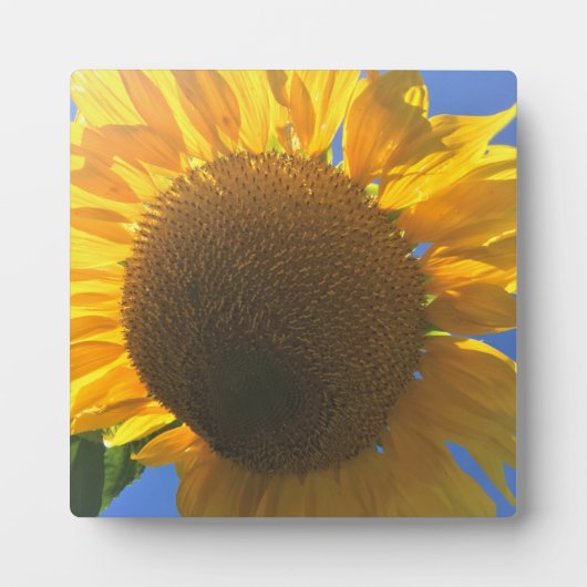 ひまわりの下 フォトプラーク (正面)