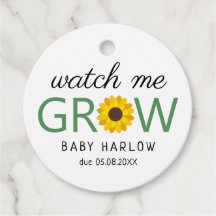 ひまわりの成長を見る