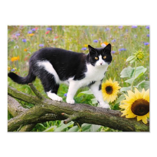 ひまわりの木の枝に乗ったかわいいタキシード猫 - フォトプリント            (正面)
