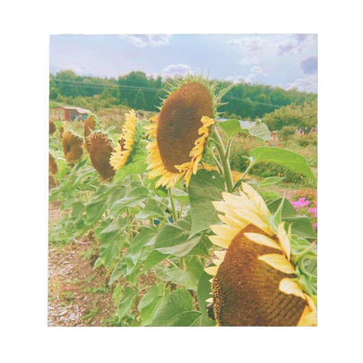 ひまわりの畑 ノートパッド (正面)