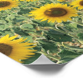 ひまわりの畑 ポスター (角)