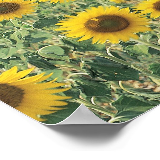 ひまわりの畑 ポスター (角)