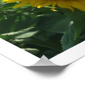 ひまわりの花と山 ポスター (角)