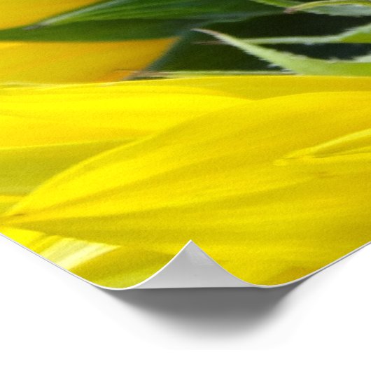 ひまわりの花と日差し(2) ポスター (角)