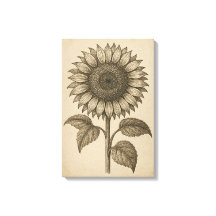 ひまわりの花のビンテージ植物画
