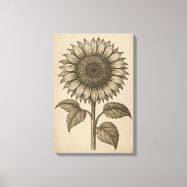 ひまわりの花のビンテージ植物画 キャンバスプリント