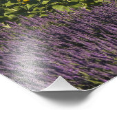 ひまわりの花やラベンダーの花の畑 フォトプリント (角)