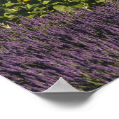 ひまわりの花やラベンダーの花の畑 ポスター (角)