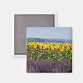 ひまわりの花やラベンダーの花の畑 マグネット (正面/裏面)