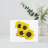 ひまわりの花を切る ポストカード (スタンド正面)