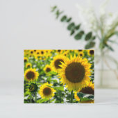 ひまわりの花畑の写真のポストカード ポストカード (スタンド正面)