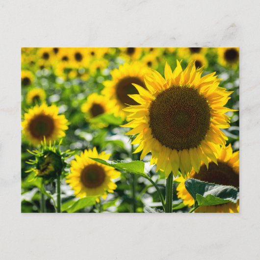 ひまわりの花畑の写真のポストカード ポストカード (正面)