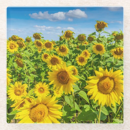 ひまわりの花畑、夏の晴れた日。 ガラスコースター (正面)