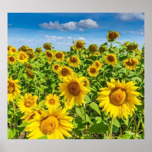ひまわりの花畑、夏の晴れた日。 ポスター (正面)