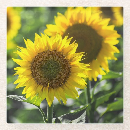 ひまわりの花 ガラスコースター (正面)