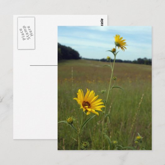ひまわりの葉書 ポストカード (正面/裏面)