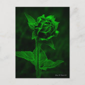 "ひまわりの蕾"  ポストカード (正面)