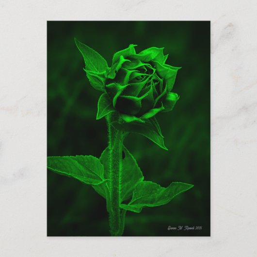 "ひまわりの蕾"  ポストカード (正面)