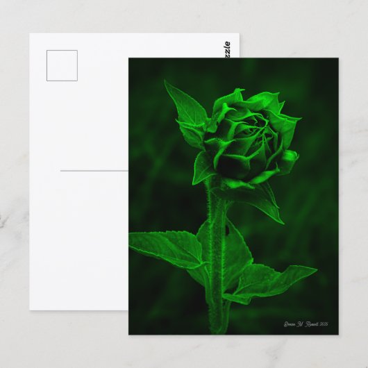 "ひまわりの蕾" ポストカード (正面/裏面)