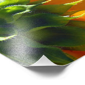 ひまわりの裏側 フォトプリント            (角)