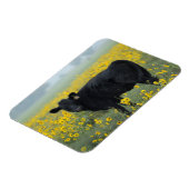 ひまわりの野に黒い子牛 マグネット (左側)