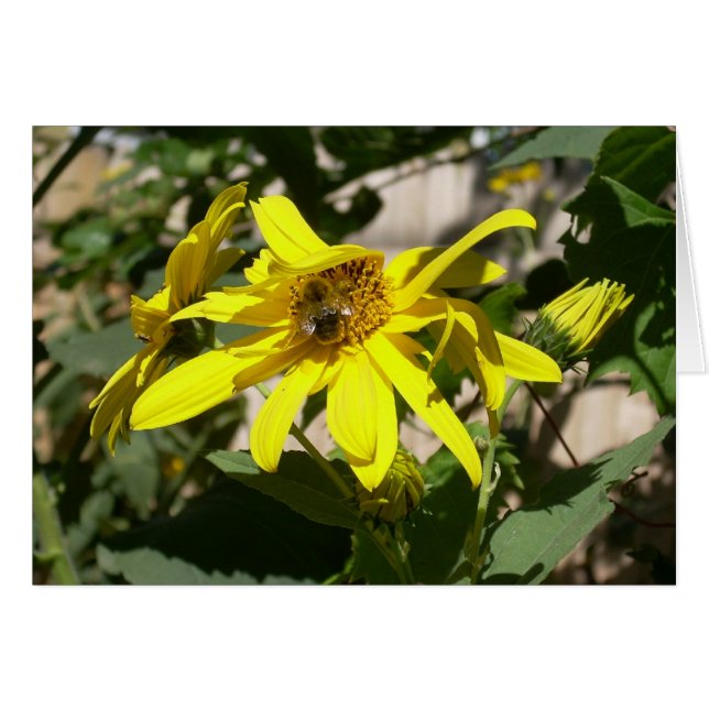 ひまわりの（昆虫）マルハナバチ (正面横)