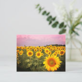 ひまわりカラフル花写真国写真 ポストカード (スタンド正面)