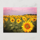 ひまわりカラフル花写真国写真 ポストカード (正面)