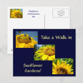 ひまわりガーデンで歩くポストカードサンフラワー ポストカード (正面/裏面)