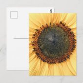 ひまわりクローズアップ写真はがき ポストカード (正面/裏面)