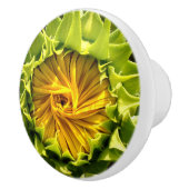 ひまわりクローズアップ セラミックノブ (右)