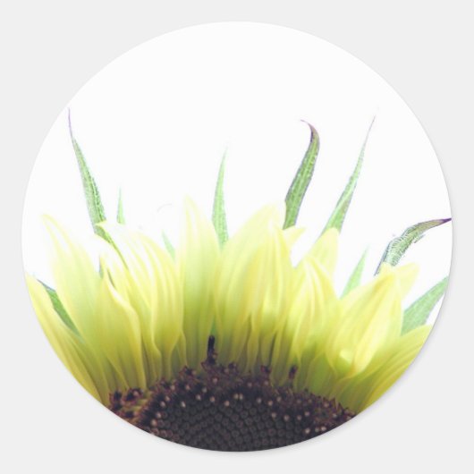 ひまわりグッドモーニングステッカー ラウンドシール (正面)