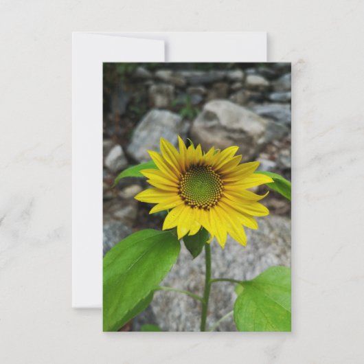 ひまわりグリーティングカード カード (正面)