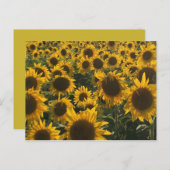 ひまわりグリーティングカード ポストカード (正面/裏面)