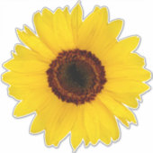 ひまわりコンターシール シール (正面)