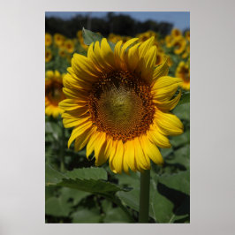 ひまわりシリーズ09 ポスター