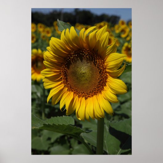 ひまわりシリーズ09 ポスター (正面)