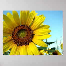 ひまわりシリーズ ポスター