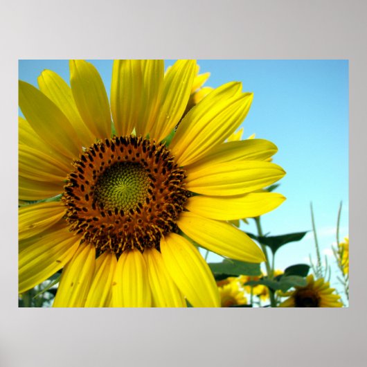 ひまわりシリーズ ポスター (正面)