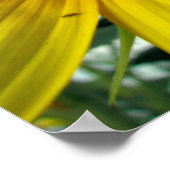 ひまわりシリーズ ポスター (角)