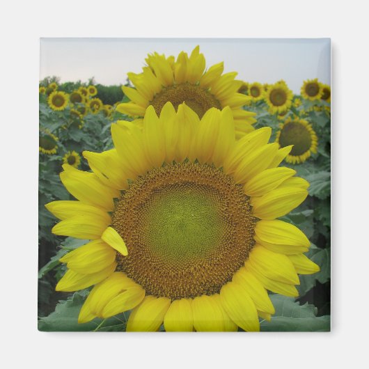 ひまわりシリーズ マグネット (正面)