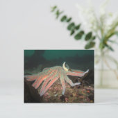 ひまわりシースター – はがき (スタンド正面)