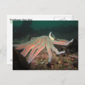 ひまわりシースター – はがき (正面/裏面)