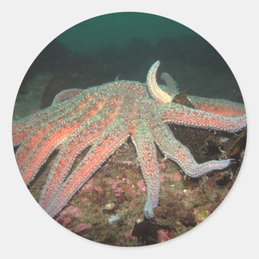 ひまわりシースター – ステッカー (正面)