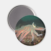 ひまわりシースター – マグネット (正面/裏面)