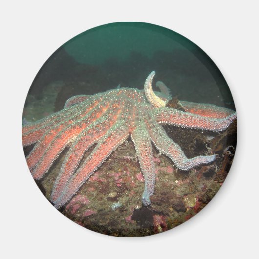 ひまわりシースター – マグネット (正面)