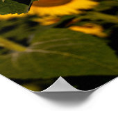 ひまわりスマイル ポスター (角)