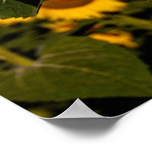 ひまわりスマイル ポスター (角)