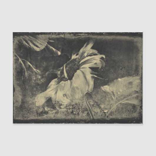 ひまわりセピアヴィンテージアンティークグランジテクスチャ 薄葉紙 (正面)