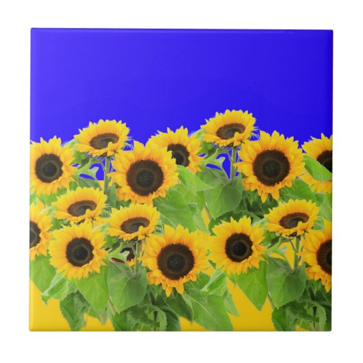 ひまわりセラミックタイルウクライナ国旗の色 タイル (正面)